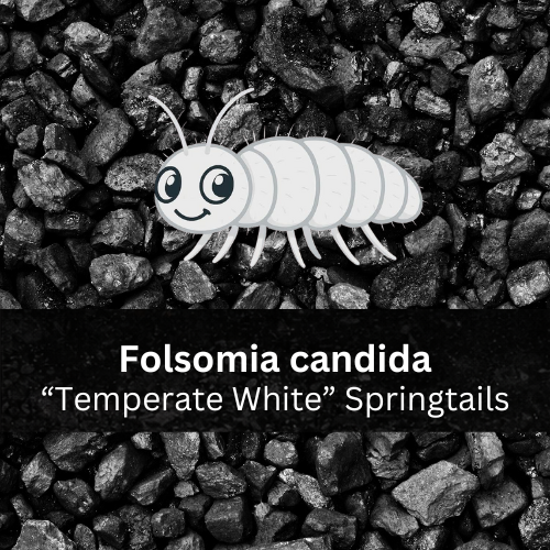 Folsomia candida "Temperate White" Springtails - Count: 100-200 (Live Culture)
