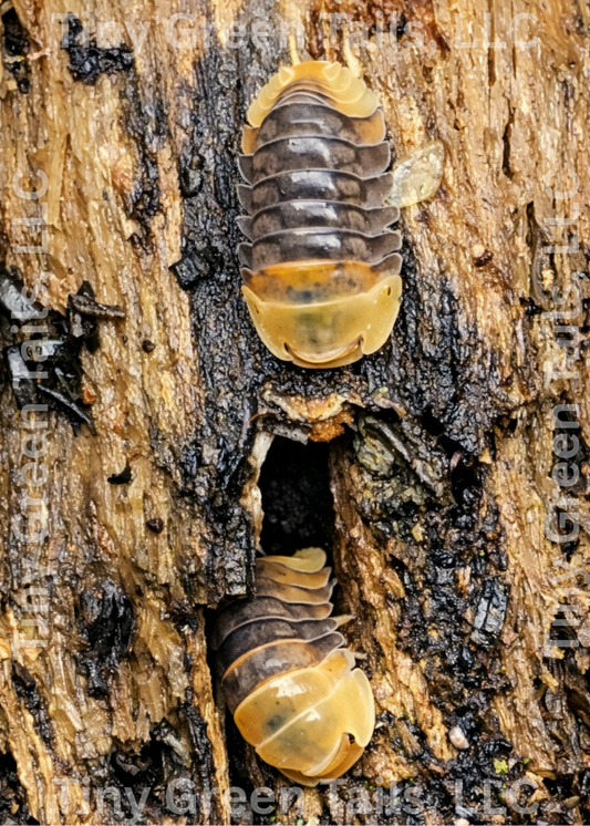 Cubaris sp. “Rubber Ducky” - Count: 10 (Starter Colony)
