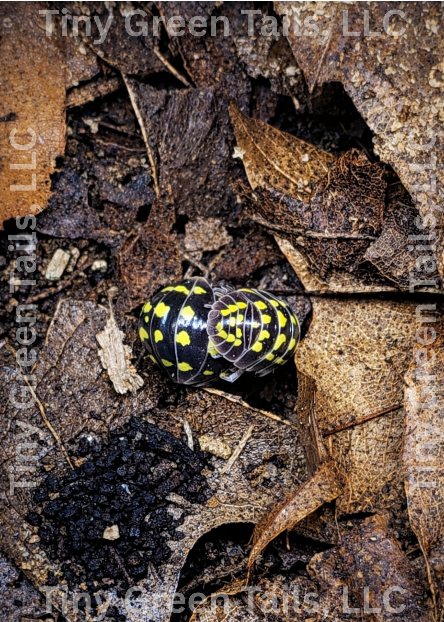 Armadillium gestroi "Yellow Spot" Isopods - Count: 10 (Starter Colony)