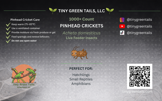 Acheta domestica "Pinhead" Crickets - Count: 1000+