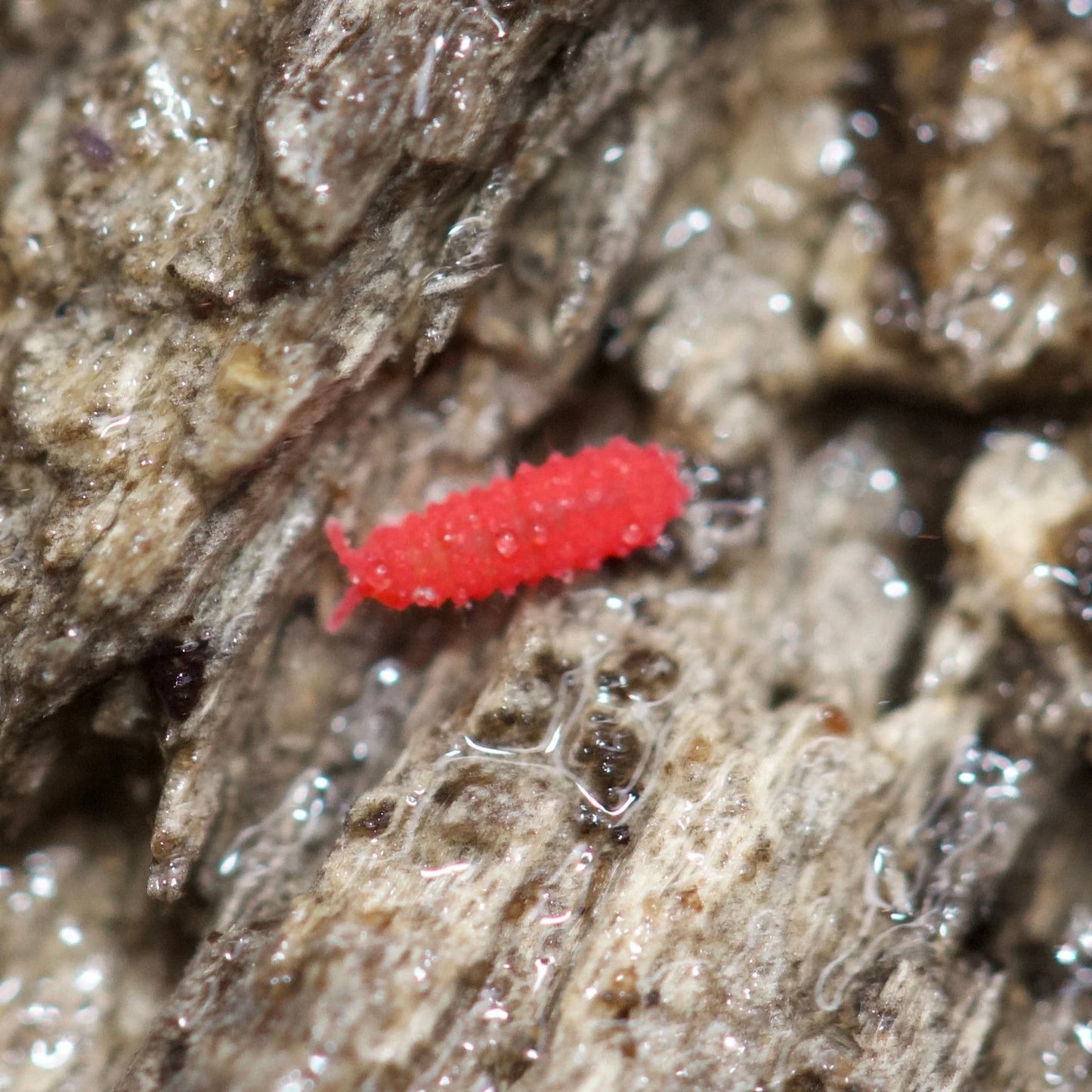 Lobella sp. “Thai Red” Springtails - Count: 20 (Live Culture)
