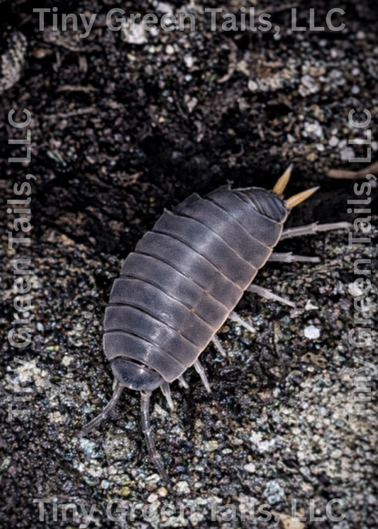 Porcellionides pruinosus "Powder Blue" Isopods - Count: 20 (Starter Colony)