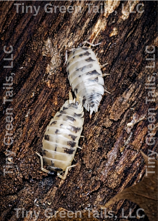 Procellio laevis "Dairy Cow" Isopods - Count: 20 (Starter Colony)