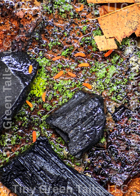 Yuukianura aphoruroides - Orange Springtails - Count: 20 (Live Culture)