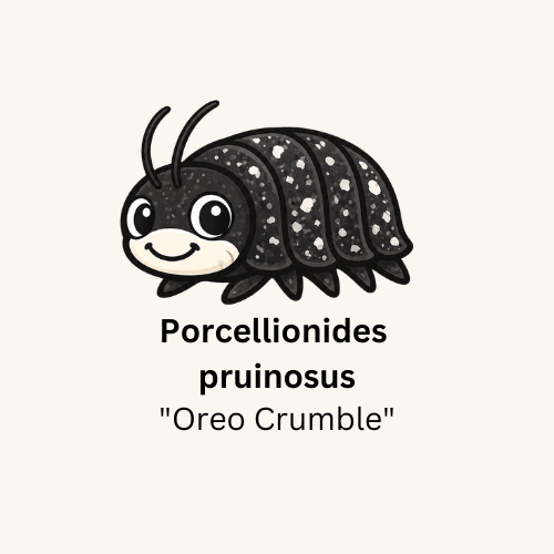 Porcellionides pruinosus "Oreo Crumble" Isopods - Count: 20 (Starter Colony)
