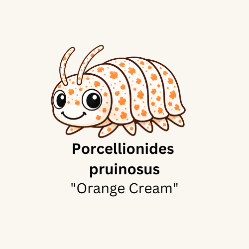 Porcellionides pruinosus "Orange Cream" Isopods - Count: 20 (Starter Colony)