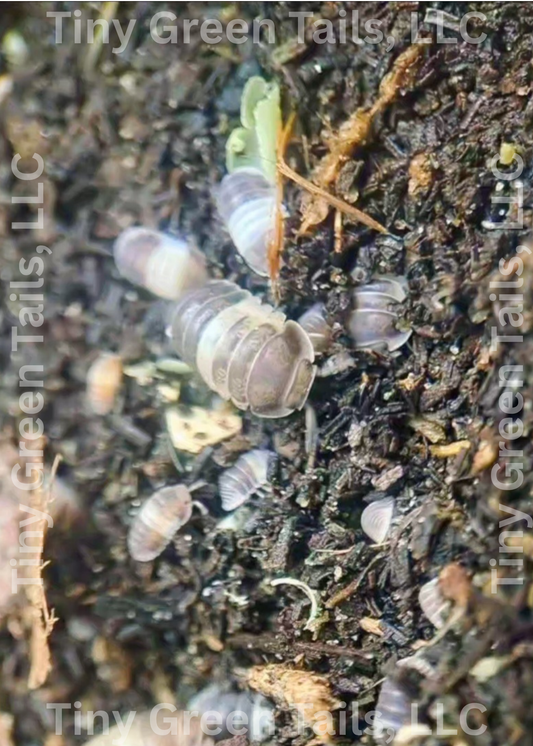 Cubaris sp. “Panda King” Isopods - Count: 10 (Starter Colony)