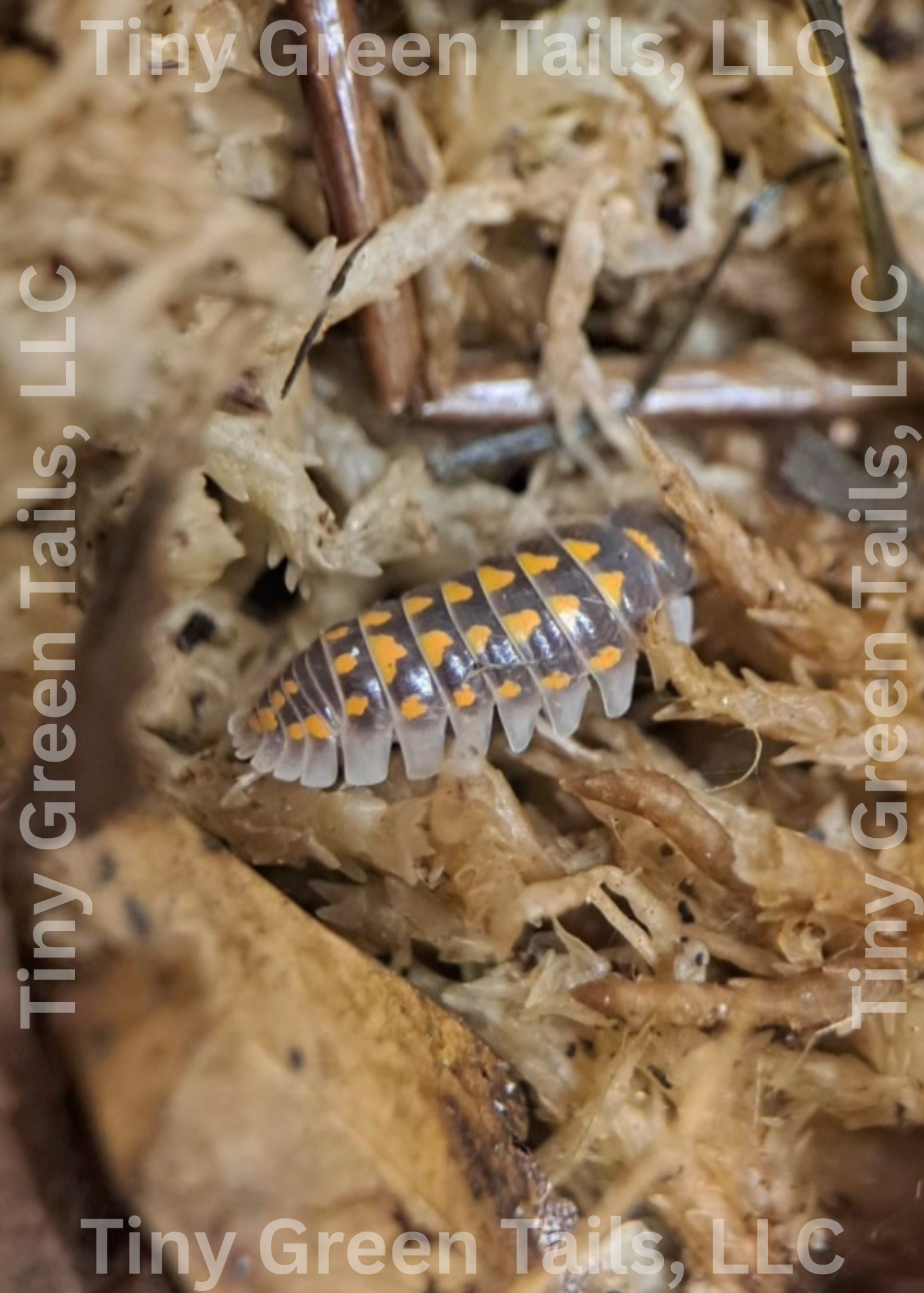 Armadillium gestroi "Wild Type" Isopods - Count: 10 (Starter Colony)