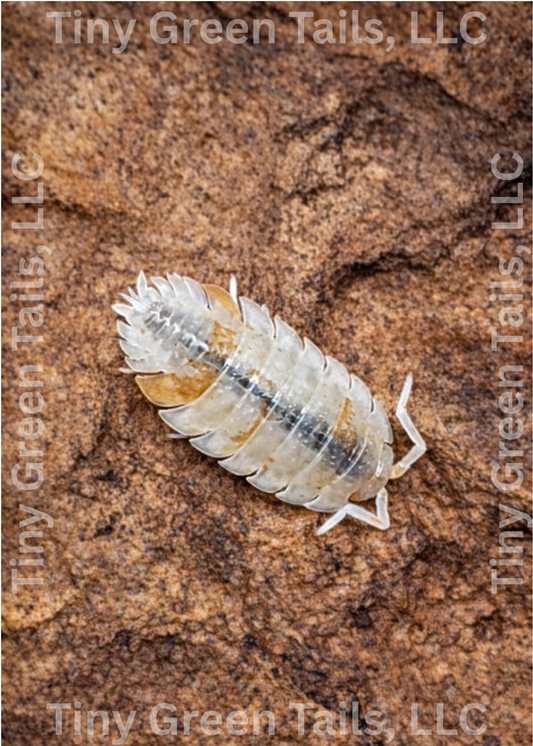 Porcellio scaber "Orange Dalmatian" Isopods - Count: 20 (Starter Colony)