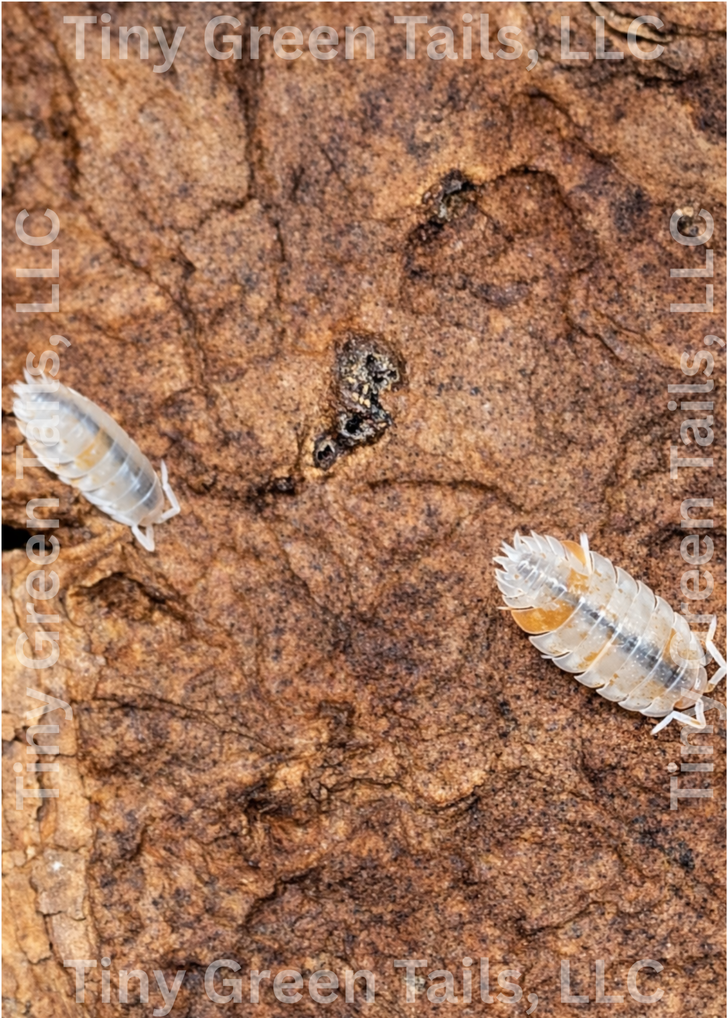 Porcellio scaber "Orange Dalmatian" Isopods - Count: 20 (Starter Colony)
