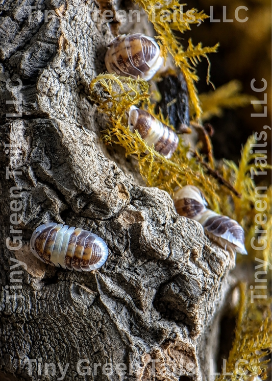 Cubaris sp. “Cappuccino” Isopods - Count: 10 (New Arrival)