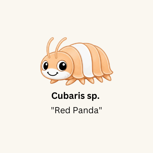 Cubaris sp. “Red Panda” Isopods - Count: 10 (Starter Colony)