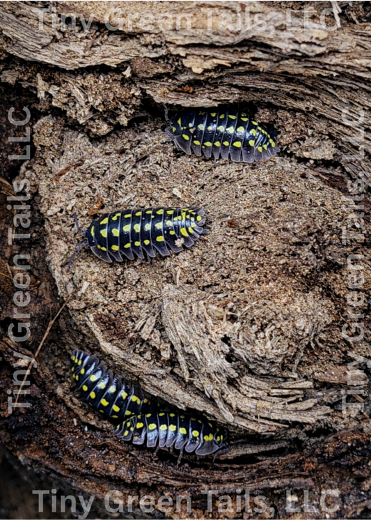 Armadillium gestroi "Yellow Spot" Isopods - Count: 10 (Starter Colony)