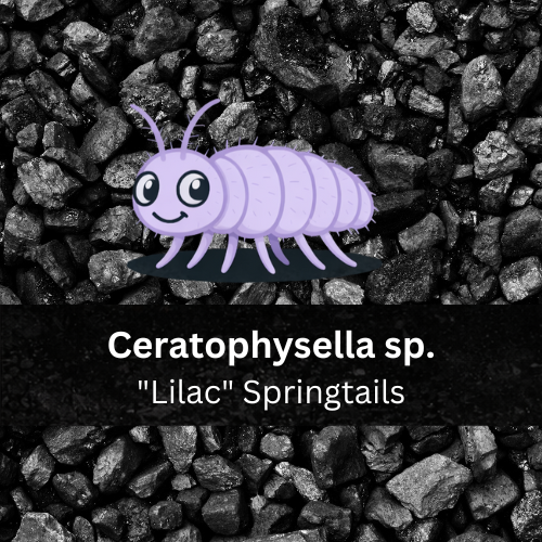 Ceratophysella sp. “Lilac” Springtails - Count: 20 (Live Culture)