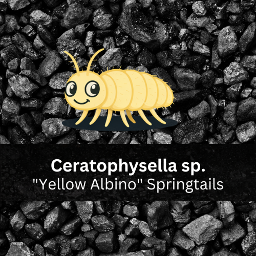 Ceratophysella sp. “Yellow Albino” Springtails - Count: 20 (Live Culture)