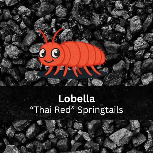 Lobella sp. “Thai Red” Springtails - Count: 20 (Live Culture)