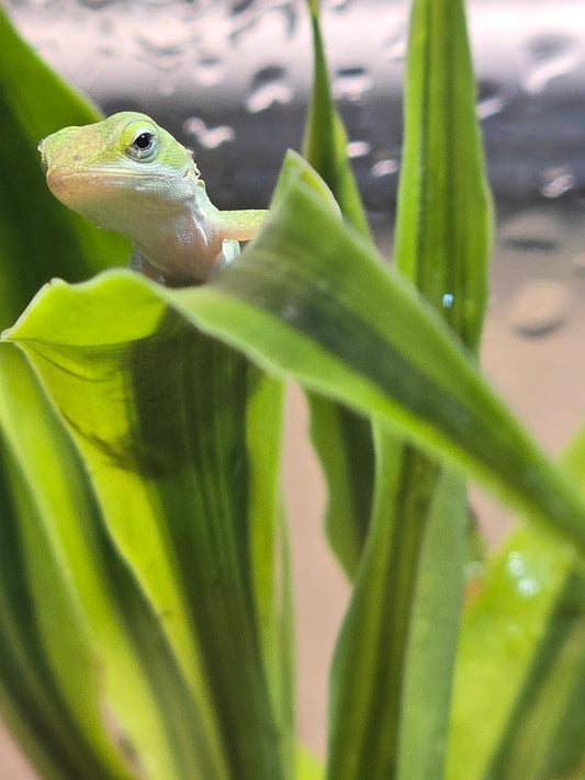 Anolis carolinensis "Green Anole" - Baby