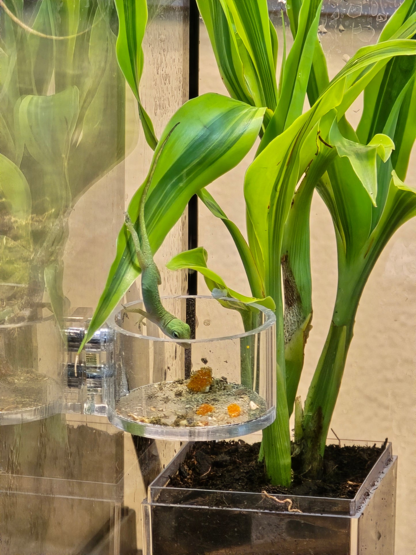 Anolis carolinensis "Green Anole" - Baby