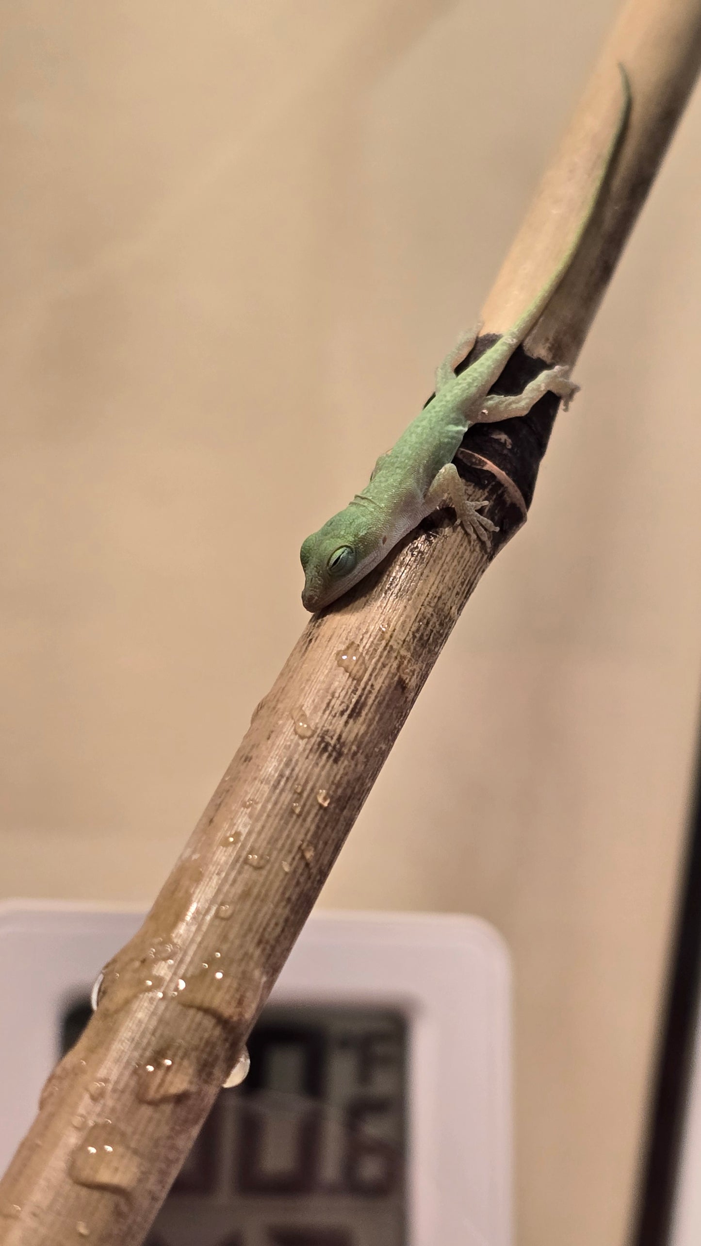 Anolis carolinensis "Green Anole" - Baby