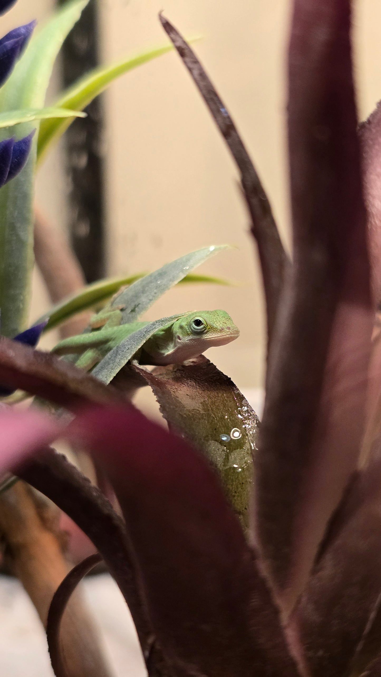 Anolis carolinensis "Green Anole" - Baby