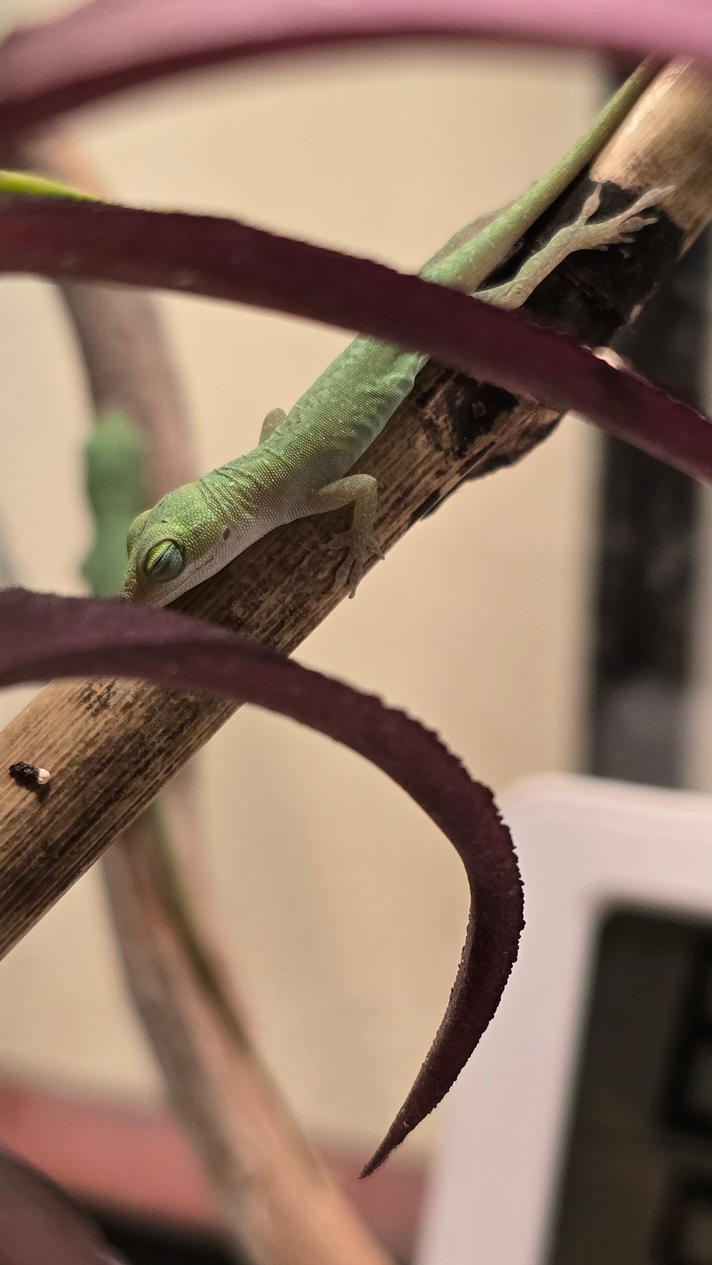 Anolis carolinensis "Green Anole" - Baby