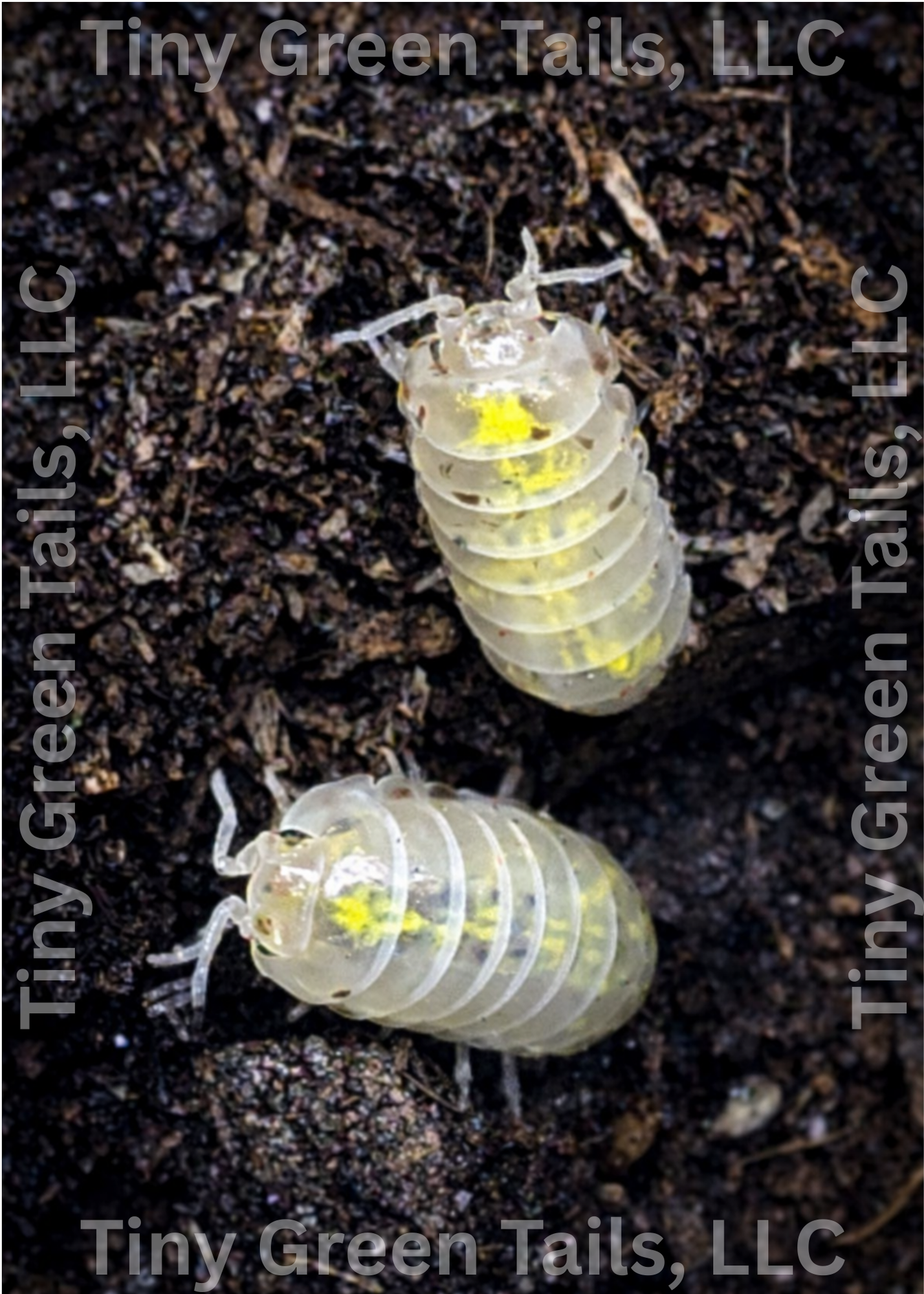 Armadillidium vulgare "Magic Potion" Isopods - Count: 10 (Starter Colony)