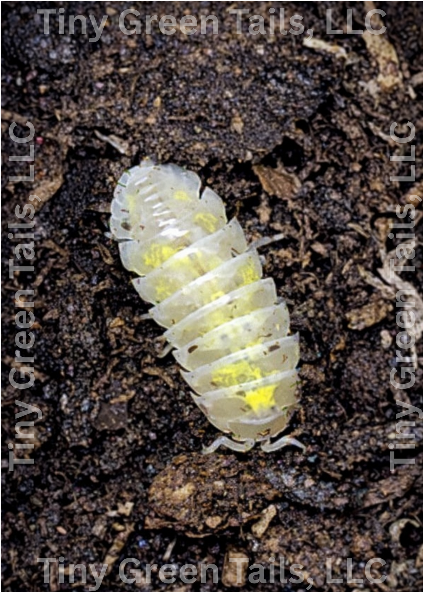 Armadillidium vulgare "Magic Potion" Isopods - Count: 10 (Starter Colony)