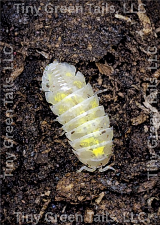 Armadillidium vulgare "Magic Potion" Isopods - Count: 10 (Starter Colony)