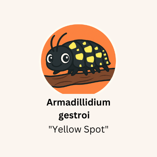 Armadillium gestroi "Yellow Spot" Isopods - Count: 10 (Starter Colony)