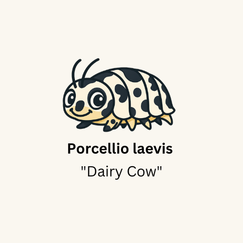 Procellio laevis "Dairy Cow" Isopods - Count: 20 (Starter Colony)