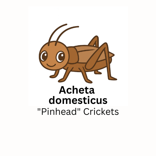 Acheta domestica "Pinhead" Crickets - Count: 1000+
