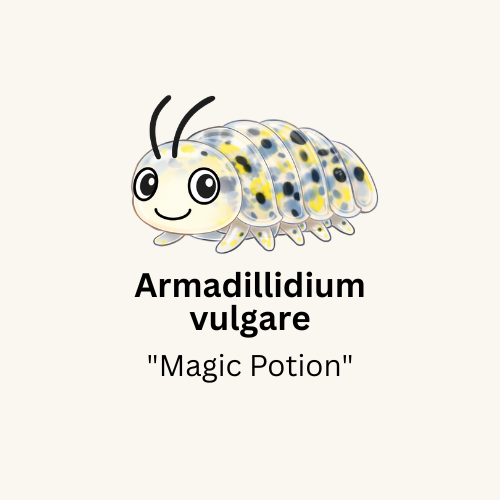 Armadillidium vulgare "Magic Potion" Isopods - Count: 10 (Starter Colony)