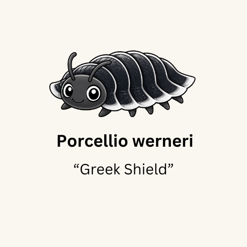 Porcellio werneri "Greek Shield" Isopods - Count: 10 (New Arrival)