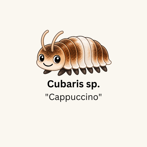 Cubaris sp. “Cappuccino” Isopods - Count: 10 (New Arrival)