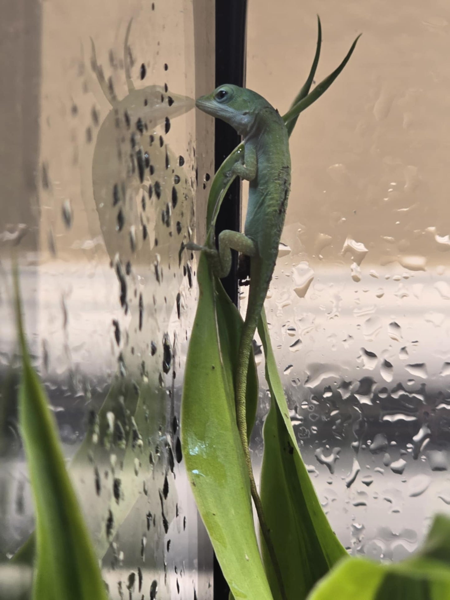 Anolis carolinensis "Green Anole" - Baby