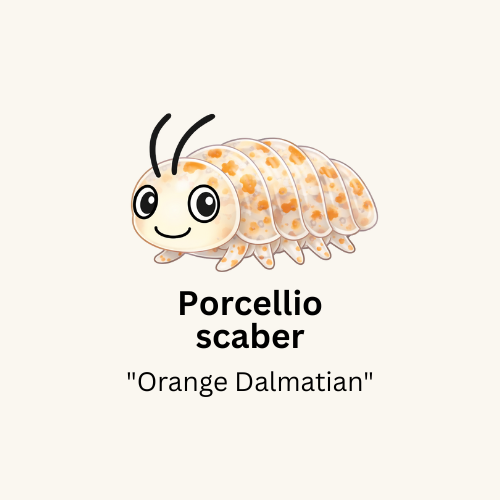 Porcellio scaber "Orange Dalmatian" Isopods - Count: 20 (Starter Colony)