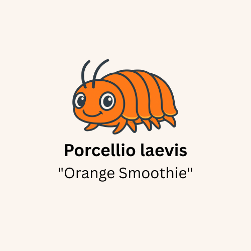 Porcellio laevis "Orange Smoothie" Isopods - Count: 20 (Starter Colony)