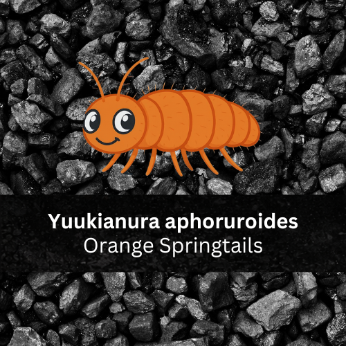Yuukianura aphoruroides - Orange Springtails - Count: 20 (Live Culture)