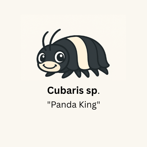 Cubaris sp. “Panda King” Isopods - Count: 10 (Starter Colony)