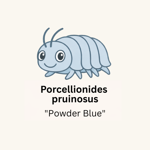 Porcellionides pruinosus "Powder Blue" Isopods - Count: 20 (Starter Colony)