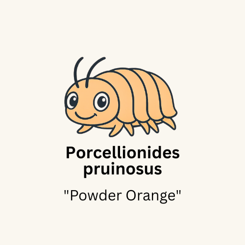 Porcellionides pruinosus "Powder Orange" Isopods - Count: 20 (Starter Colony)