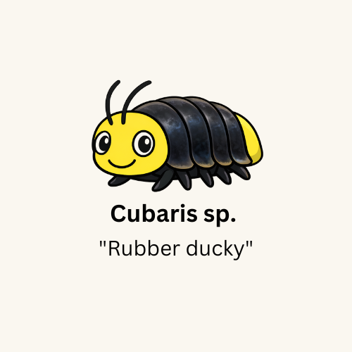 Cubaris sp. “Rubber Ducky” - Count: 10 (Starter Colony)