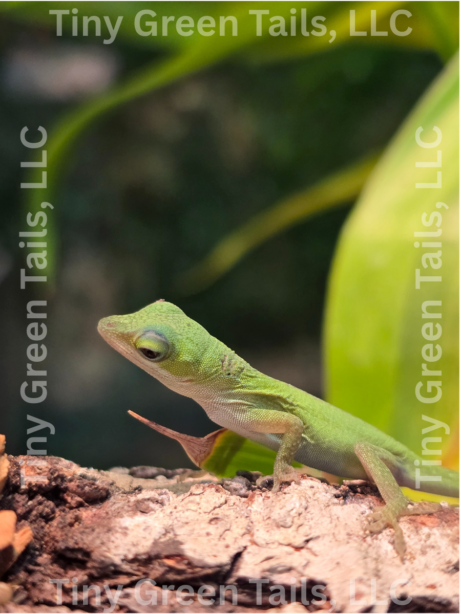 Anolis carolinensis "Green Anole" - Baby