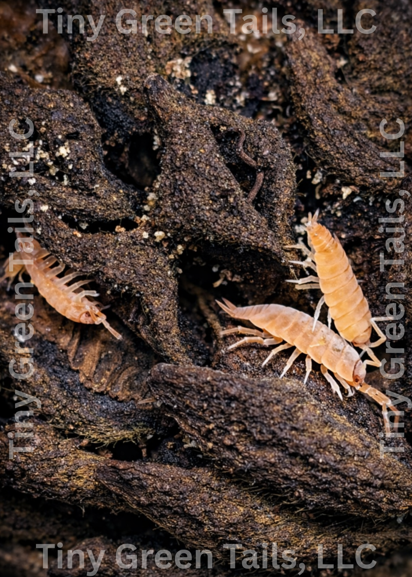 Porcellio laevis "Orange Smoothie" Isopods - Count: 20 (Starter Colony)