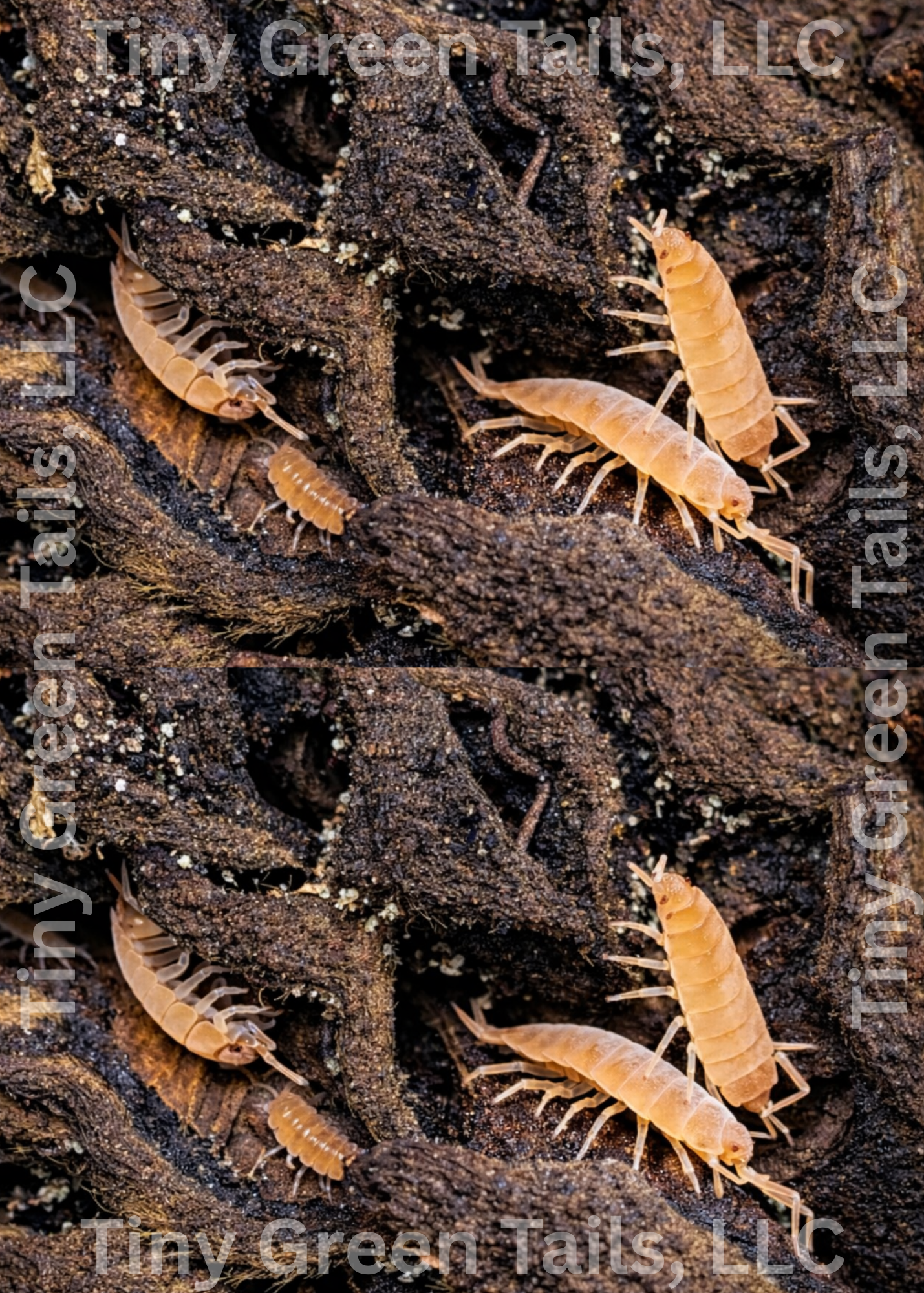 Porcellio laevis "Orange Smoothie" Isopods - Count: 20 (Starter Colony)