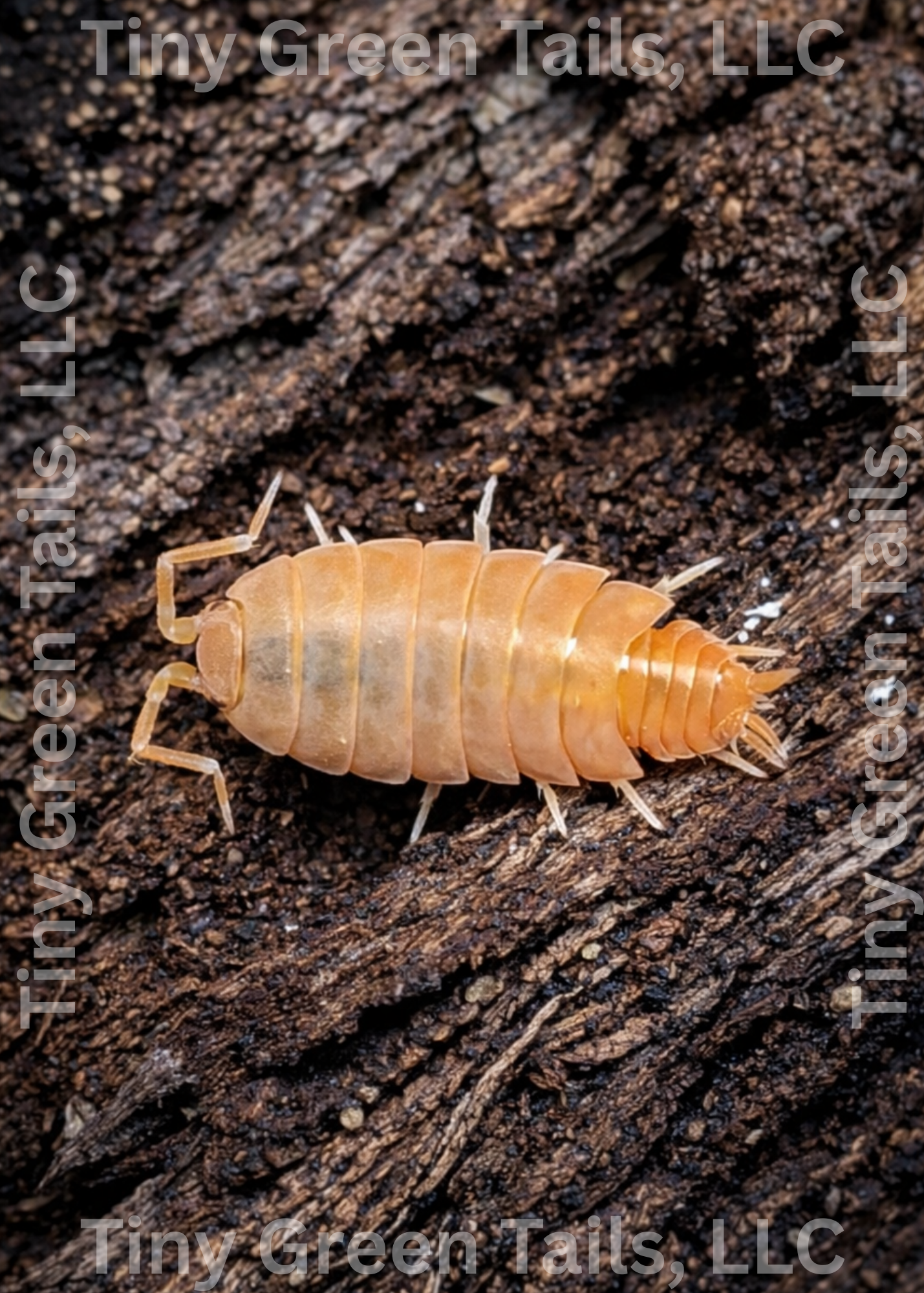 Porcellio laevis "Orange Smoothie" Isopods - Count: 20 (Starter Colony)