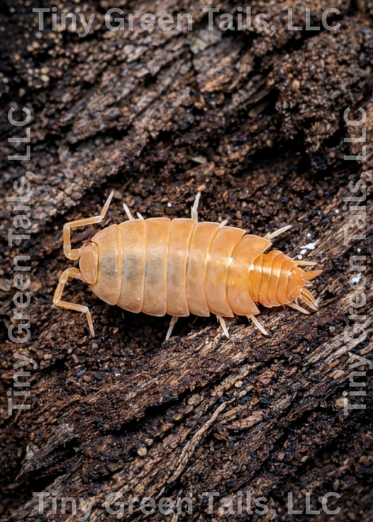 Porcellio laevis "Orange Smoothie" Isopods - Count: 20 (Starter Colony)