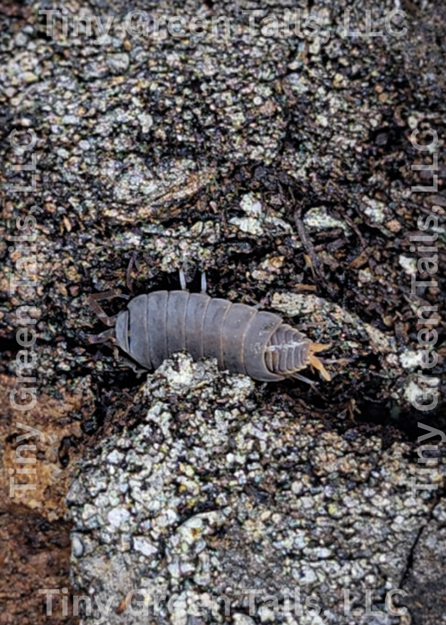Porcellionides pruinosus "Powder Blue" Isopods - Count: 20 (Starter Colony)