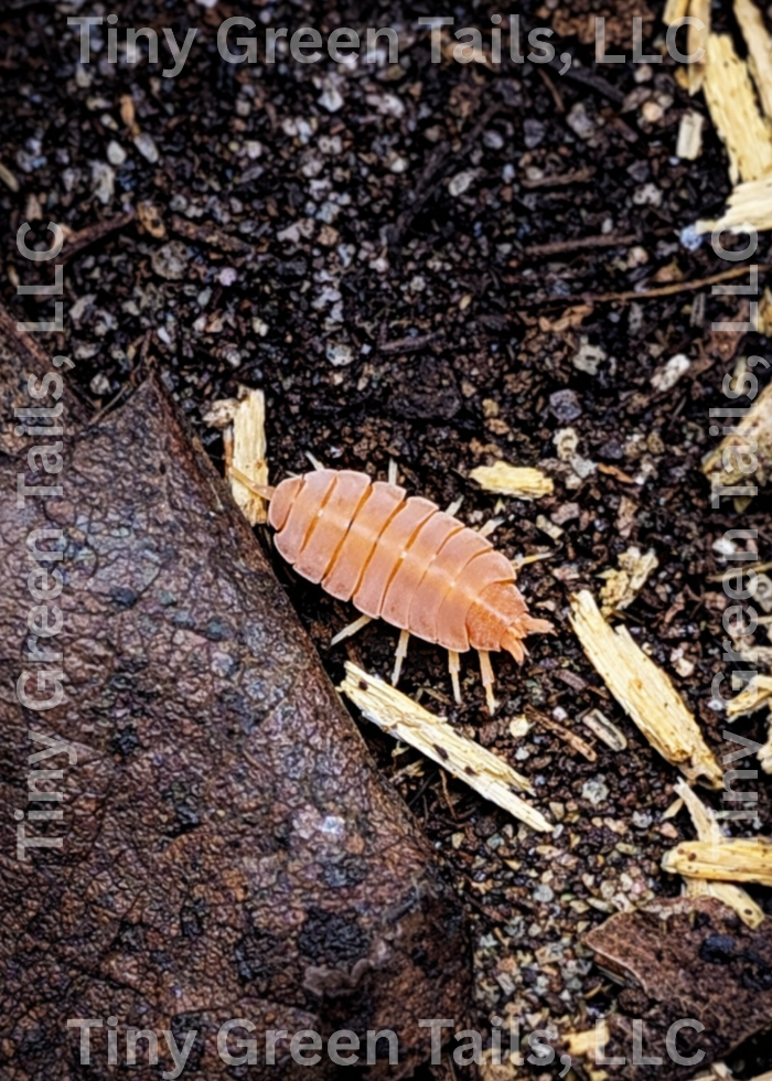 Porcellionides pruinosus "Powder Orange" Isopods - Count: 20 (Starter Colony)