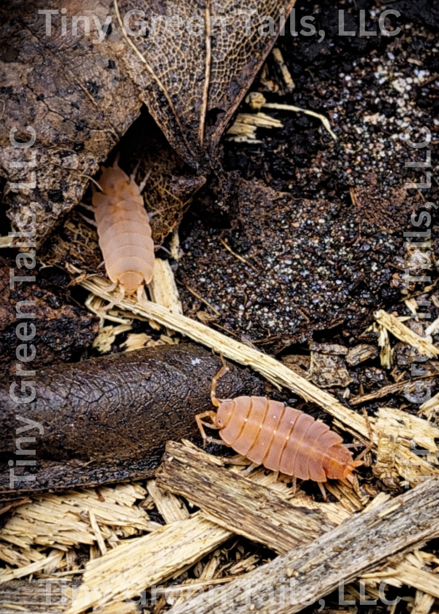 High-Energy Clean-Up Crew Bundle: Dairy Cow+Powder Orange+Springtails